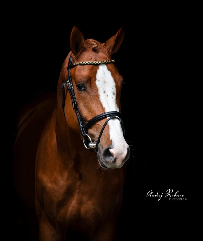 SECRETO VAN HET NETEHOF