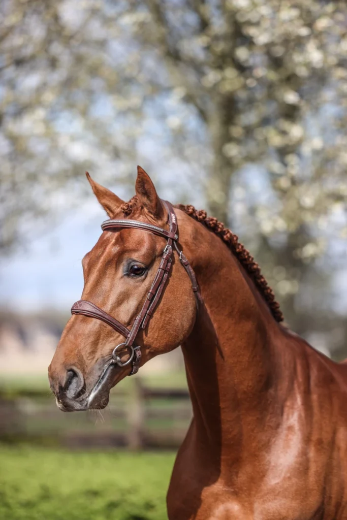 TIGER van’t Ruytershof