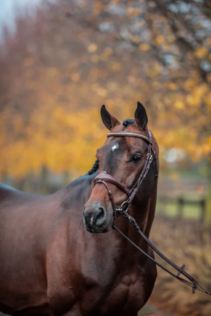 URICAS VD KATTEVENNEN